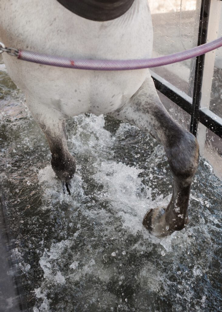 Kingfisher Farms horse in Water Treadmill kicking up the water.