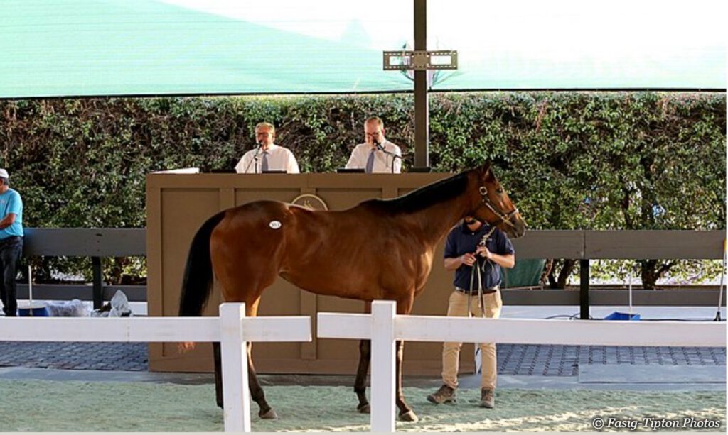 Kingfisher Farms horse being sold at an auction.