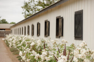 Kingfisher Farms in the Santa Ynez Valley, the old Dairy Barn surrounded by roses