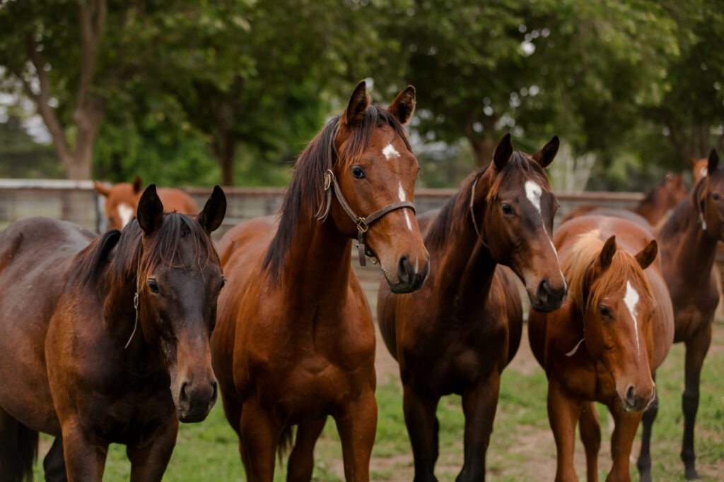 Kingfisher Farms Yearlings standing together in a pasture
