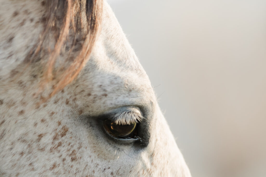 Kingfisher Farms Retirement Program for horses