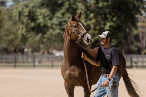 Kingfisher Farms - Horses