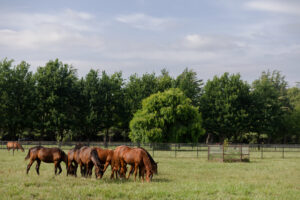 Herd of horses grazing in a green pasture at Kingfisher Farms in Santa Ynez Valley.