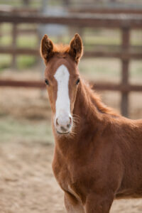 Chestnut foal standing near the fence at Kingfisher Farms in Santa Ynez Valley