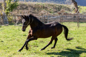Bay horse cantering in a paddock at Kingfisher Farms.