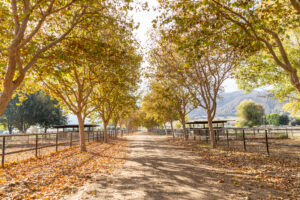wild horse photographer