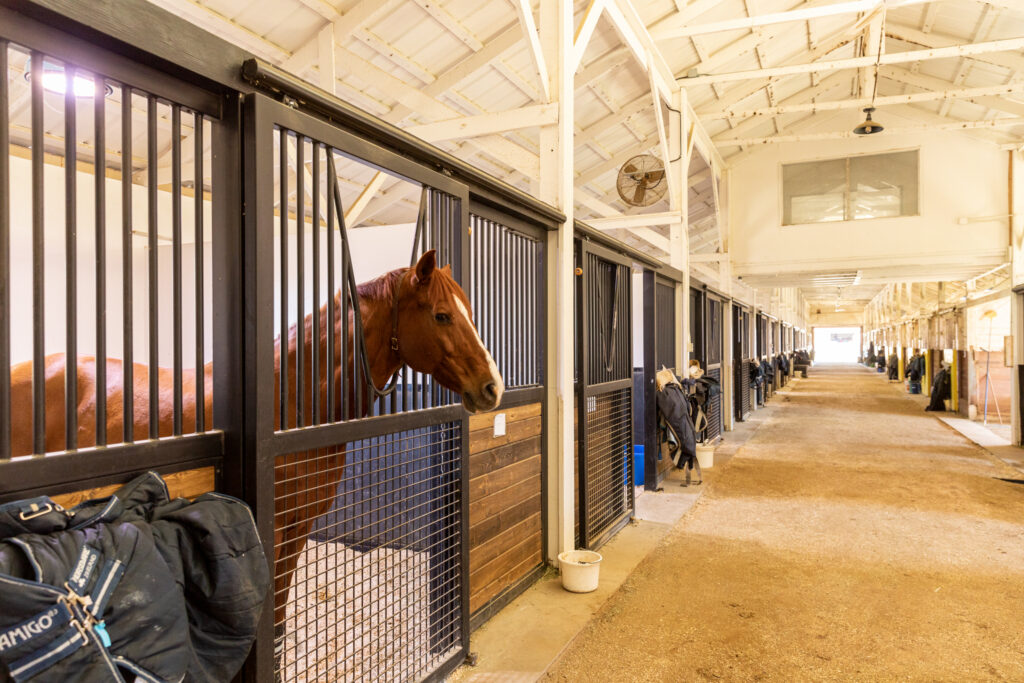 KingFisher 1784 1024x683