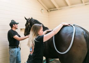 Kingfisher Farms employees using Equipulse therapy on a dark brown horse