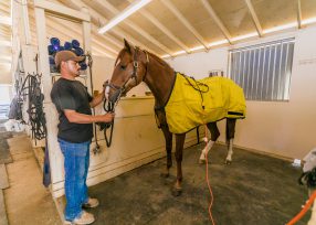 Horse wearing a Thermotex infrared therapy blanket at Kingfisher Farms in Santa Ynez.