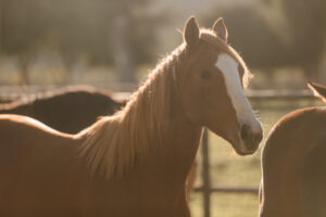 Horse standing in warm afternoon light at Kingfisher Farms