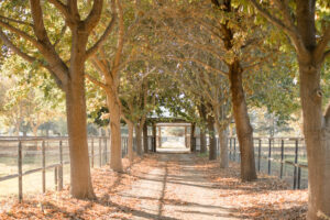 Tree tunnel pathway with fall leaves at Kingfisher Farms in Santa Ynez Valley.