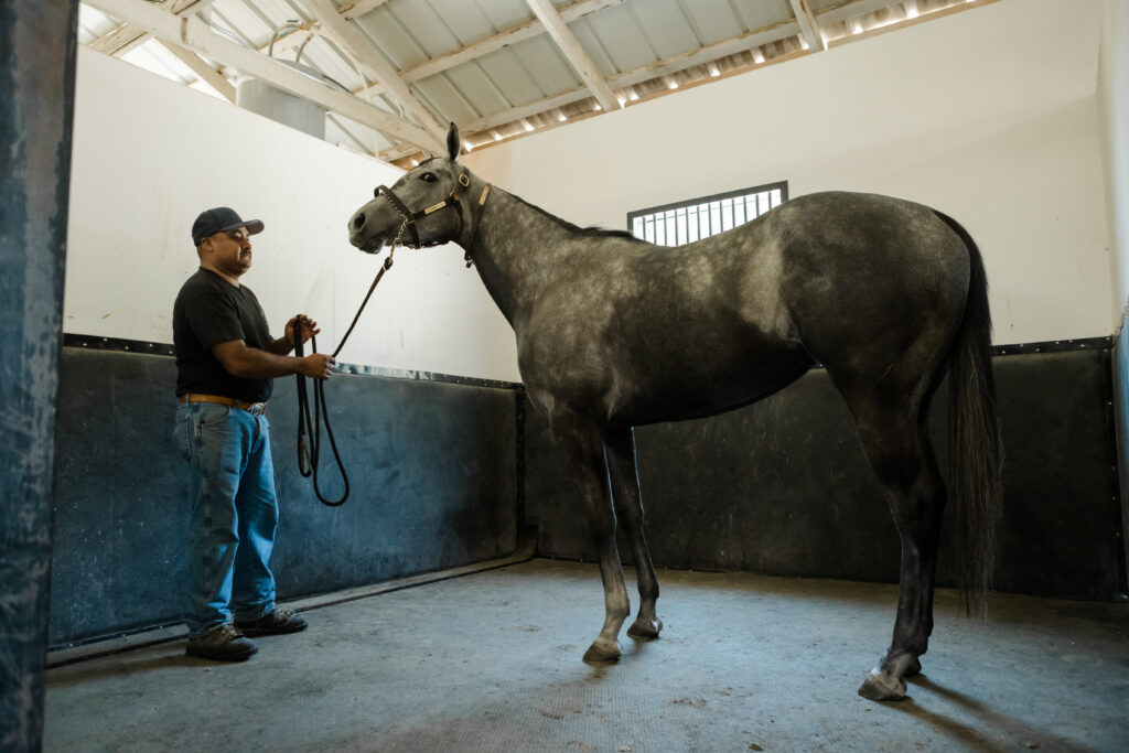 Kingfisher Farms in the Santa Ynez Valley use Vibrating Plates to help with treatments and recovery.