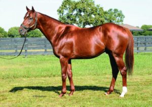 Tom’s Tribute standing conformation photo at Kingfisher Farms in Santa Ynez– Kingfisher Farms stallion.