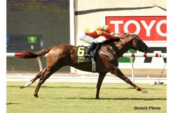 Tom's Tribute Grade 1 Winner racing at Del Mar – Kingfisher Farms stallion prospect.