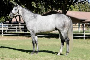 Halladay, Grade 1-winning son of War Front and stallion at Kingfisher Farms, standing in a conformation pose in California.