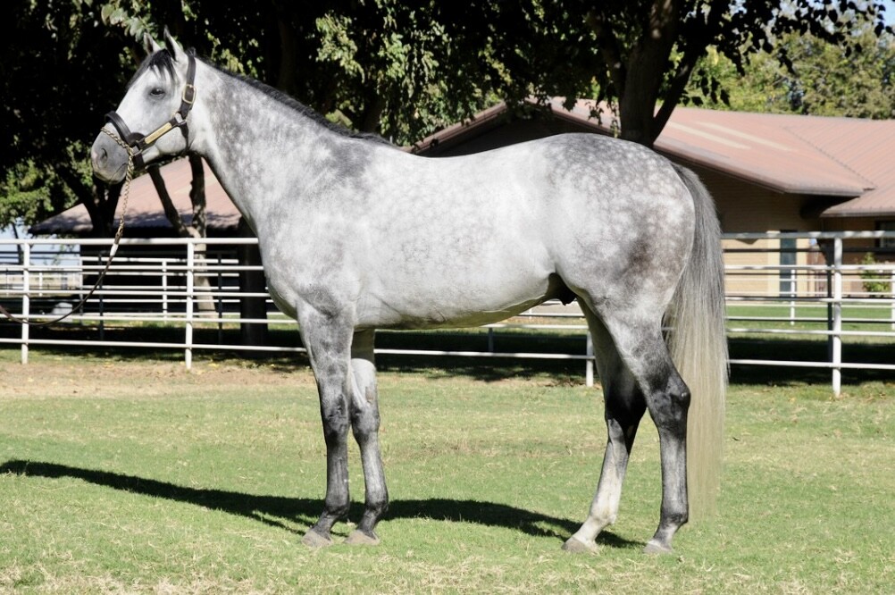 Halladay, Grade 1-winning son of War Front and stallion at Kingfisher Farms, standing in a conformation pose in California.