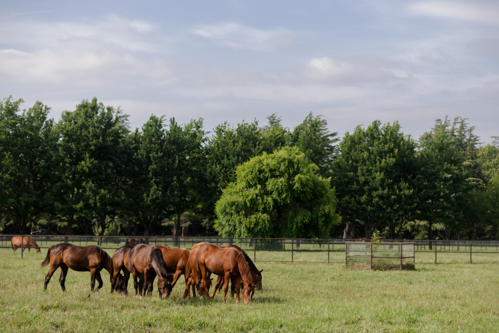 A herd of bay horses grazing on grass at Kingfisher Farms in the Santa Ynez Valley