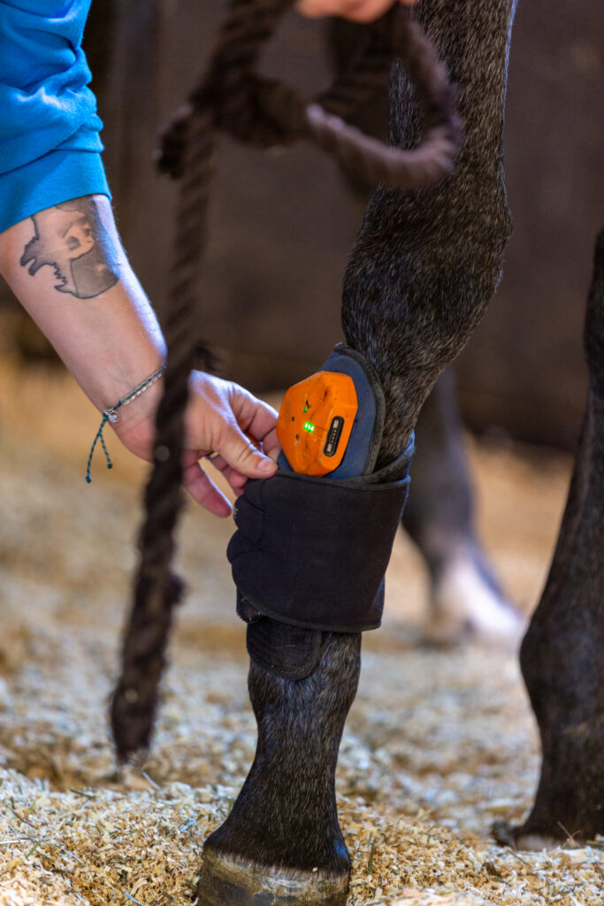 Kingfisher Farms in Santa Ynez Valley employee helping treat a bay horse.