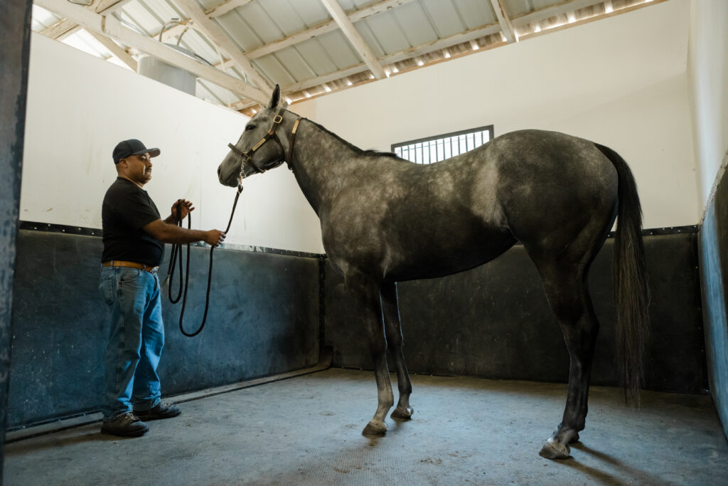 Bay horse and handler using the full stall vibration plate at Kingfisher Farms in the Santa Ynez Valley.