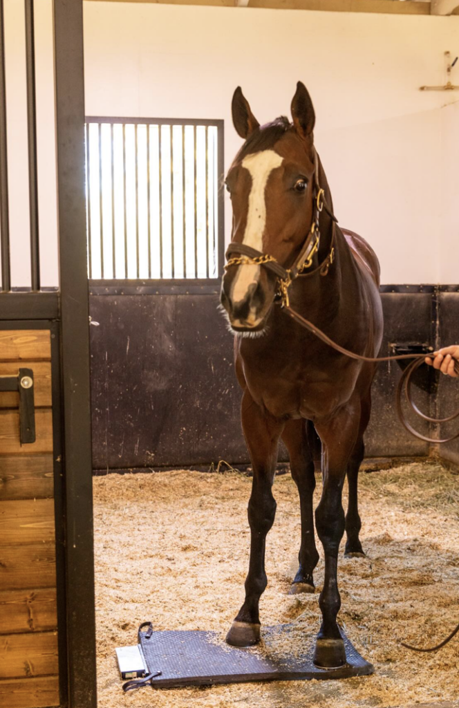 Kingfisher Farms horse using the Bio-Pulse Iron Foot (PEMF) has part of his recovery treatement