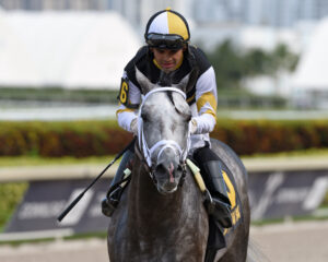 Frontal racing photo of Halladay, the Grade 1-winning War Front son standing at Kingfisher Farms in California.